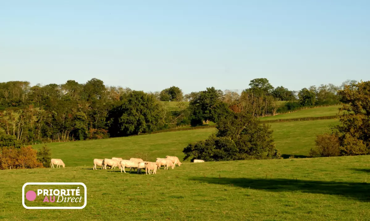 Haies bocagères : protéger nos paysages, notre eau, notre avenir agricole