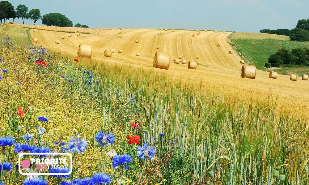 Priorité au direct UPSA