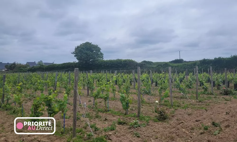 Priorité au Direct Vin Breton