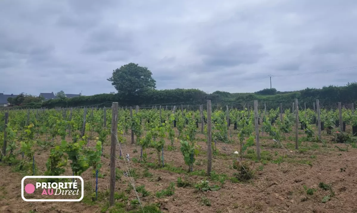 Le vin breton : une nouvelle filière agricole en quête de reconnaissance