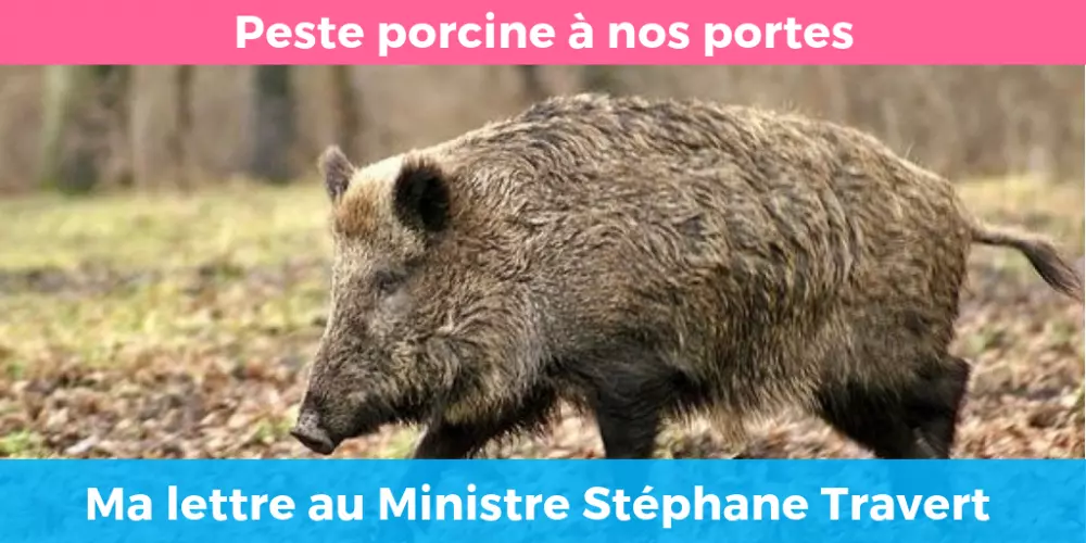 peste-porcine-ma-lettre-au-ministre