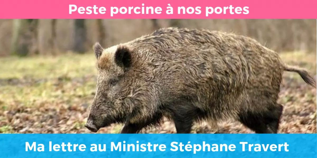peste-porcine-ma-lettre-au-ministre