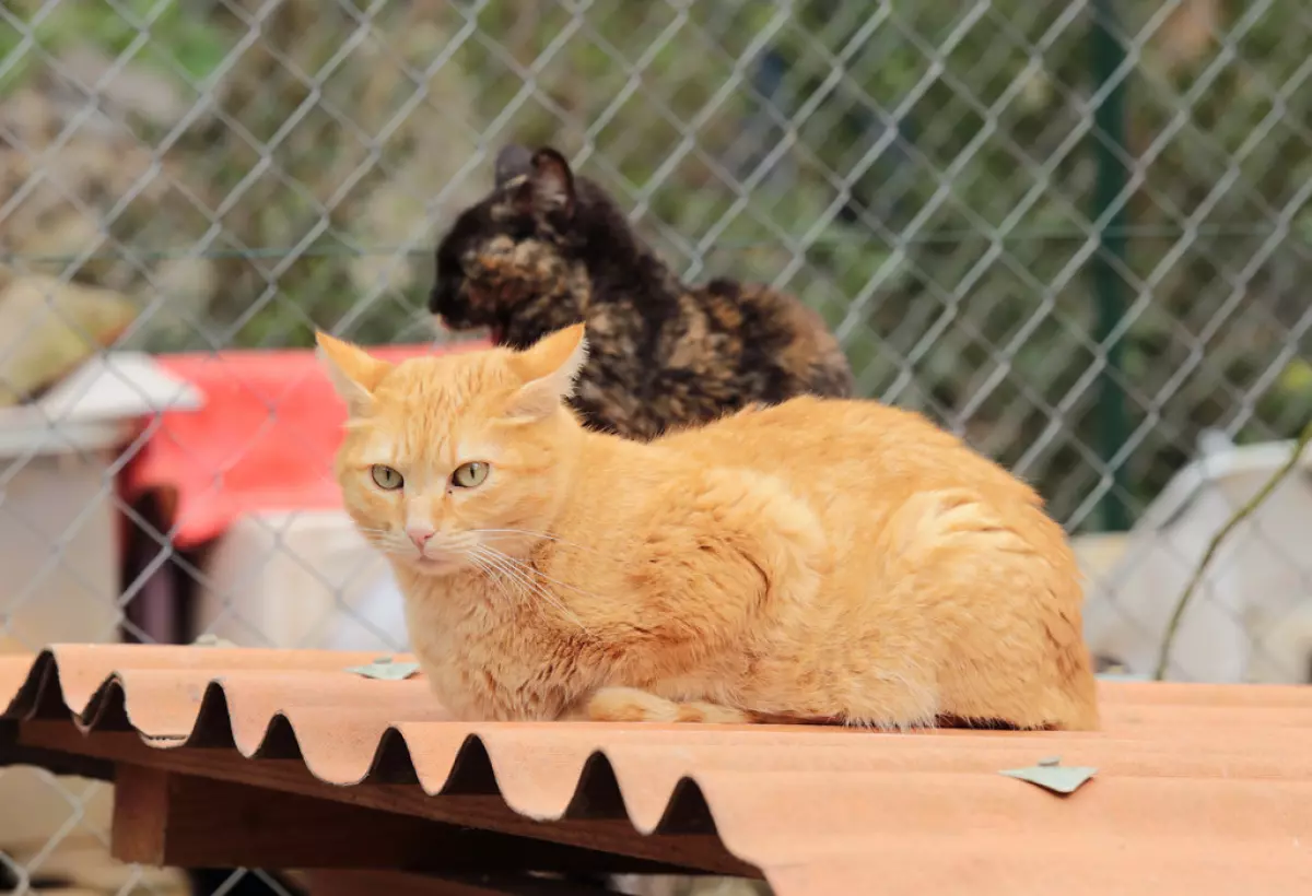 protection-animale-article-2