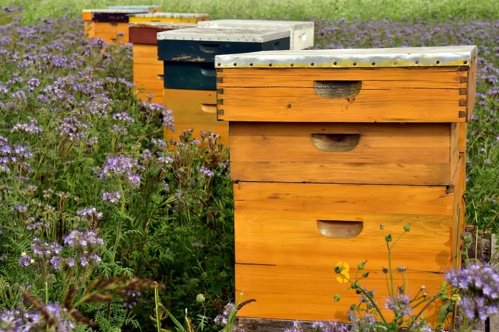 beehive-3703426_960_720