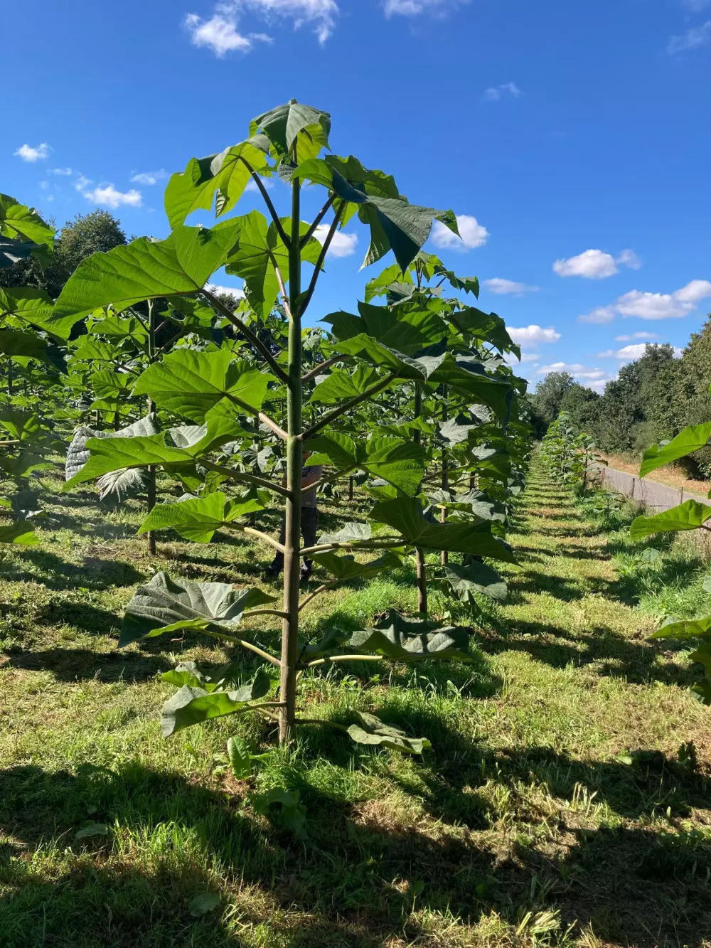 photopaulownia