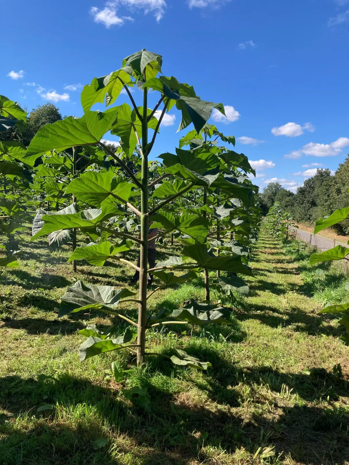 photopaulownia