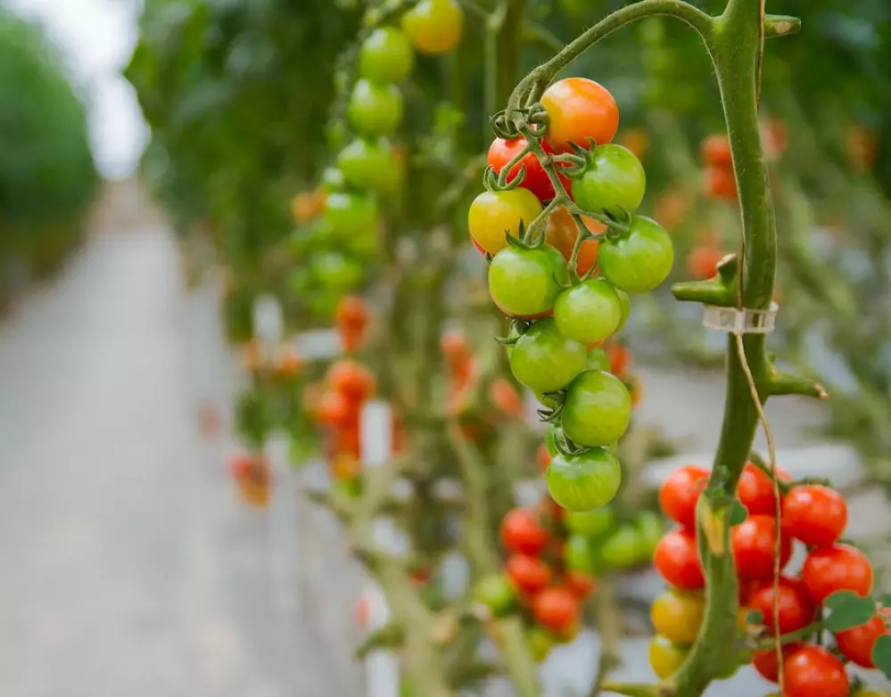 tomatoes-3446424_960_720