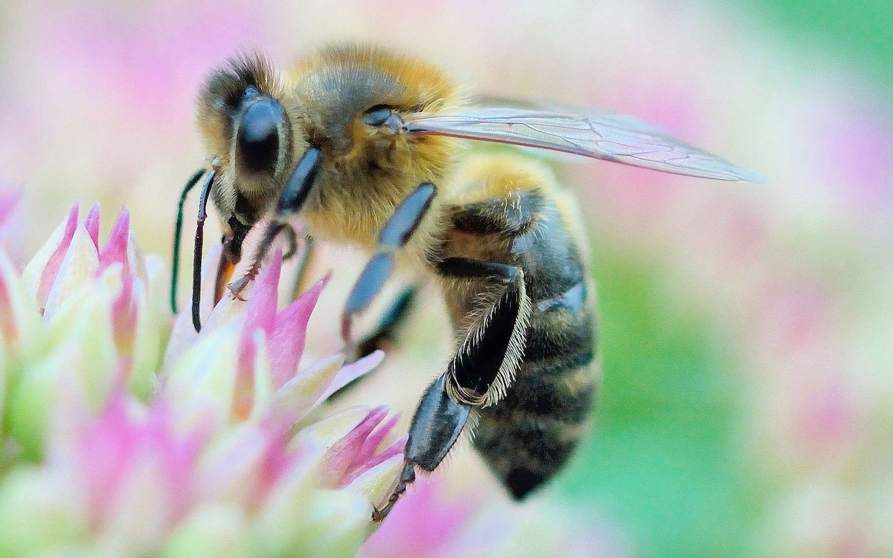 Nos abeilles se meurent. Soutien des apiculteurs dans leur convoi mortuaire de ruches d'abeilles mortes vers Rennes